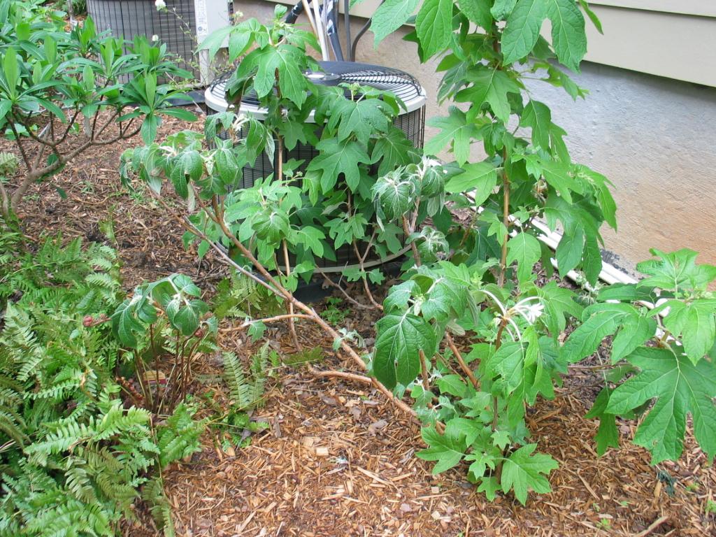 Oak leaf hydrangeas halfdying